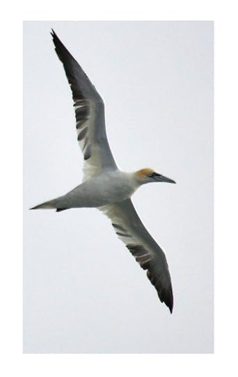 Flight photograph by David Grange