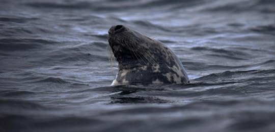Seal...or selkie? Photograph by David Gange
