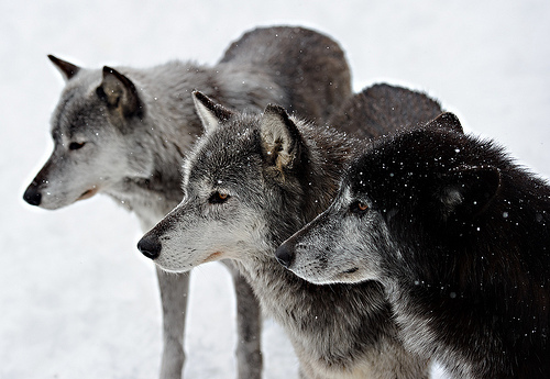 wolf, animal, and snow image