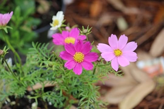 cosmos, beauty, peace