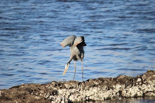 blue heron out of sorts