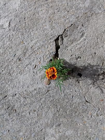 perseverance-5011204_1920