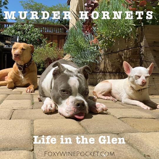 MY FUCKING CUTE DOGS