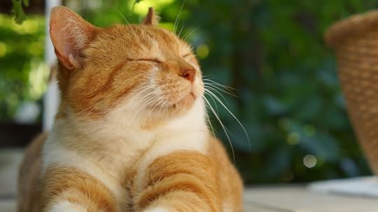 cat sleeping time off mini-vacation