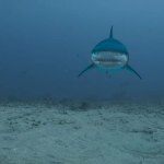 Deep Blue Sea 3 (2020)