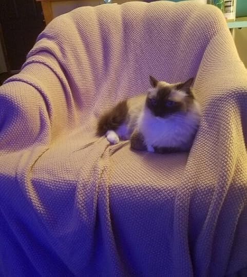 Sassy therapy kitty.