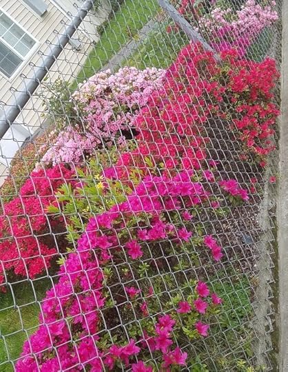 J - flower bush in chain fence.jpg