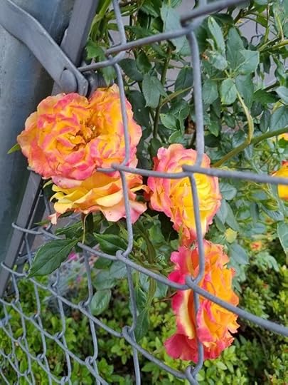 N - orange flowers.jpg