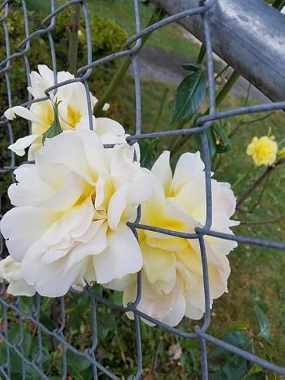 O - white flowers.jpg