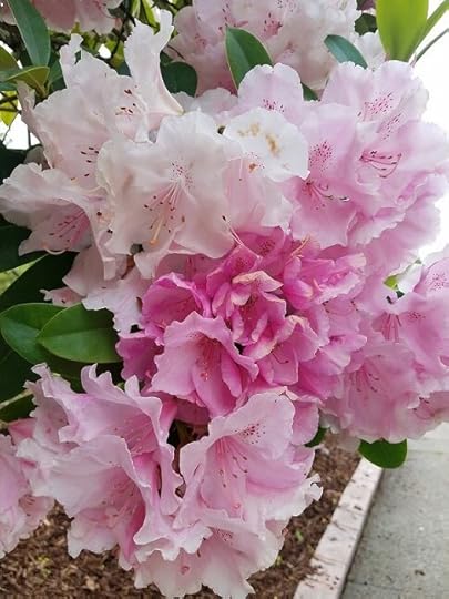 OO - close up pink flowers.jpg