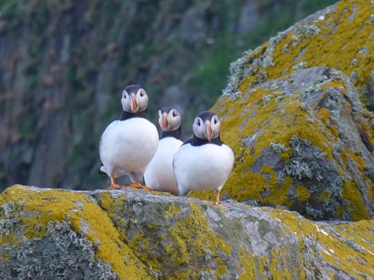 Puffins on the Shiant Islands in the Outer Hebrides