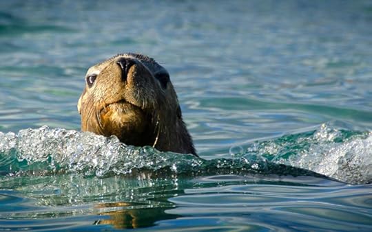 Channel Island seal