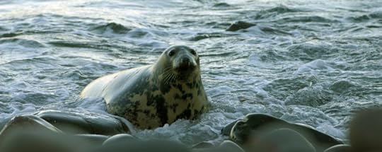 Hebridean seal
