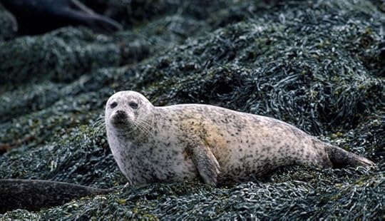 Hebridean seal