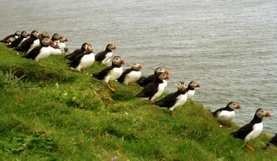 Puffins