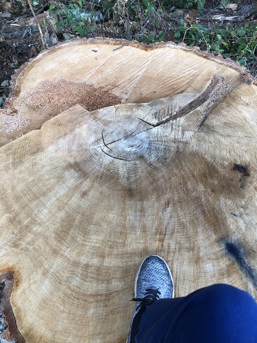 size of oak stump