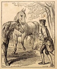 Gulliver Houyhnhnm is the perfection of nature