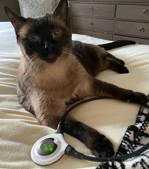 siamese-cat-assisi-loop