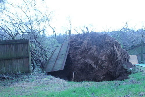view into one neighbor's yard