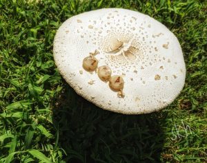 The Weekly Runecast for 2 August 2020 on Intentional Insights- by S. Kelley Harrell, Soul Intent Arts #theweeklyrune