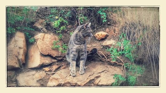 Chloe, John Coon’s favorite rescue kitty