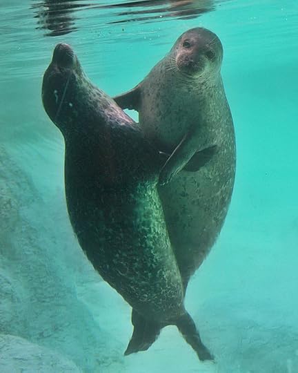 ''Dancing Seals,'' North Carolina, from The Telegraph, photographer unknown