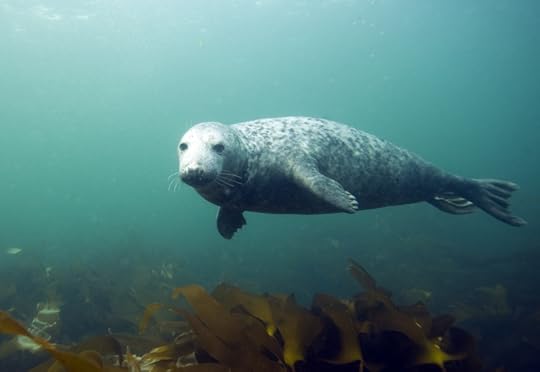 Grey seal, Farne Island, photographed by Dan Kitwood