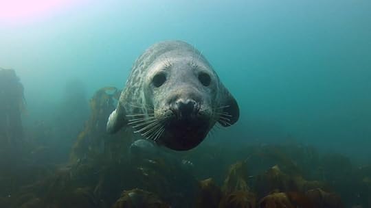 Grey Seal, Farne Islands, photographed by Jason Neilus