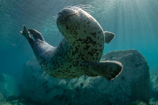 ''Dancing in the rays,'' photographed by Dmitry Starorstenov