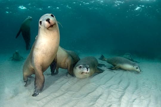 Seal family, Hopkins Isle, photographed by Peter Verhoog