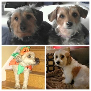 small dogs
