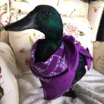 Snipps the duck