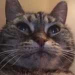 Ophelia the cat