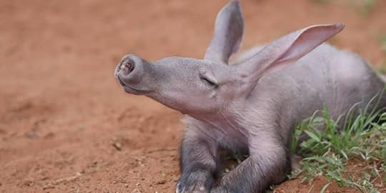 Aardvark