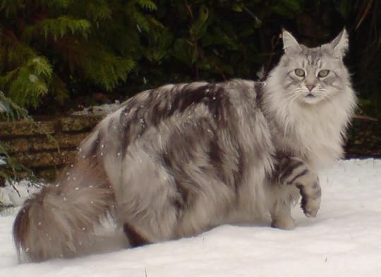 Are Maine Coon Cats Really From Maine? | Maine Public