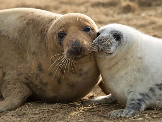 Grey seal and pup, Lincolnshire. Photograph by Dan Kitwood.