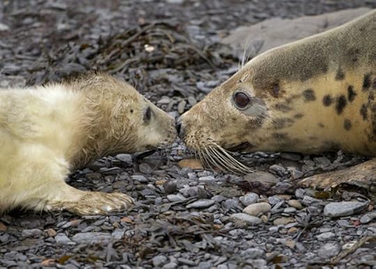 Grey seal and pup, Yorkshire. Photograph by Steve Race.