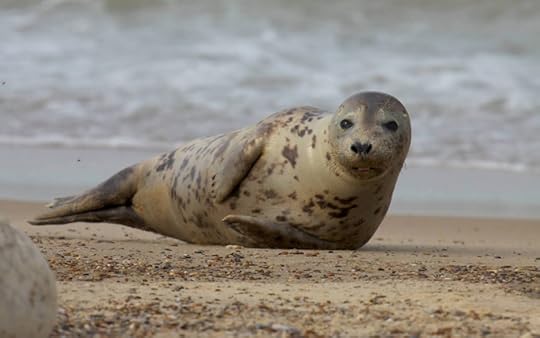 Grey Seal