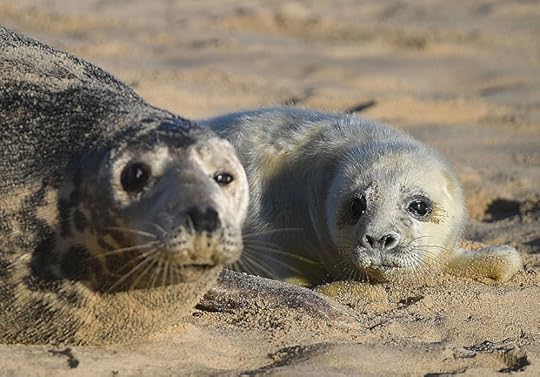 Grey Seal and pup, Norfolk. Photograph by Friends of Horsey Seals.