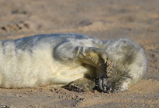 Grey seal pup, Norfolk. Photograph by Friends of Horsey Seals.