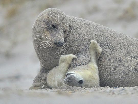Seal mother tickling her pup. Photograph by Elmar Weiss.