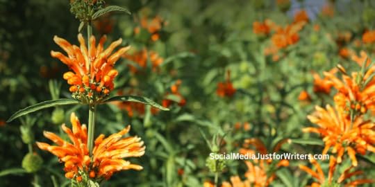 Book Marketing Update