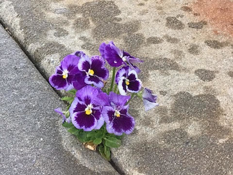 Violets