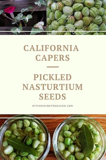 California Capers (Pickled Nasturtium Seeds) | Hitchhiking to Heaven