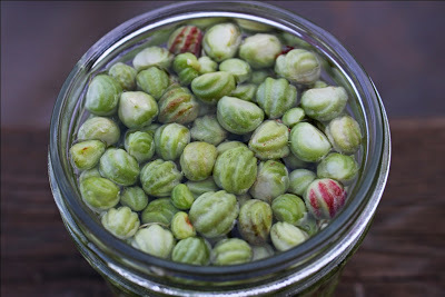 California Capers (Pickled Nasturtium Seeds) | Hitchhiking to Heaven