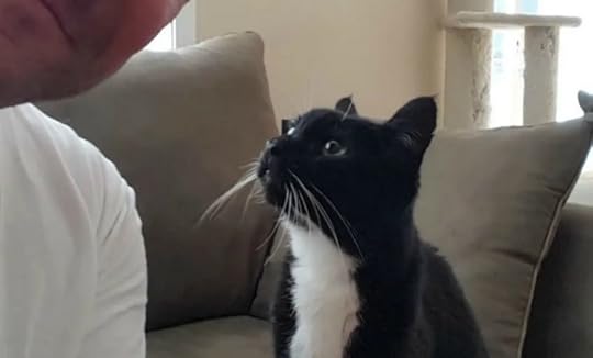 20-year-old-cat-love