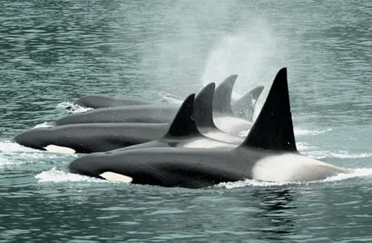 Killer Whales photographed by Eva Saulitis