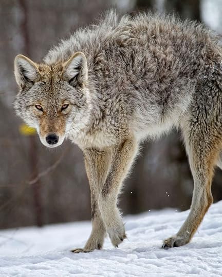 New Hampshire father strangles coyote that attacked his child ...