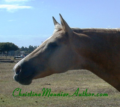 May for Writing the next Free Rein book | ChristineMeunierAuthor.com