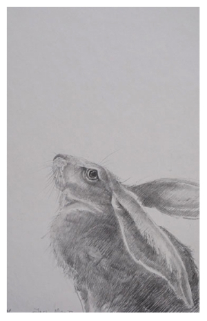 Moonstruck hare by Jackie Morris
